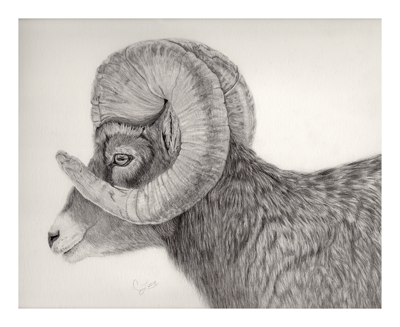 Big Horn Ram
