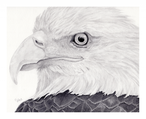 My Favorite Graphite Pencils | Cathleen Lengyel Wildlife Art