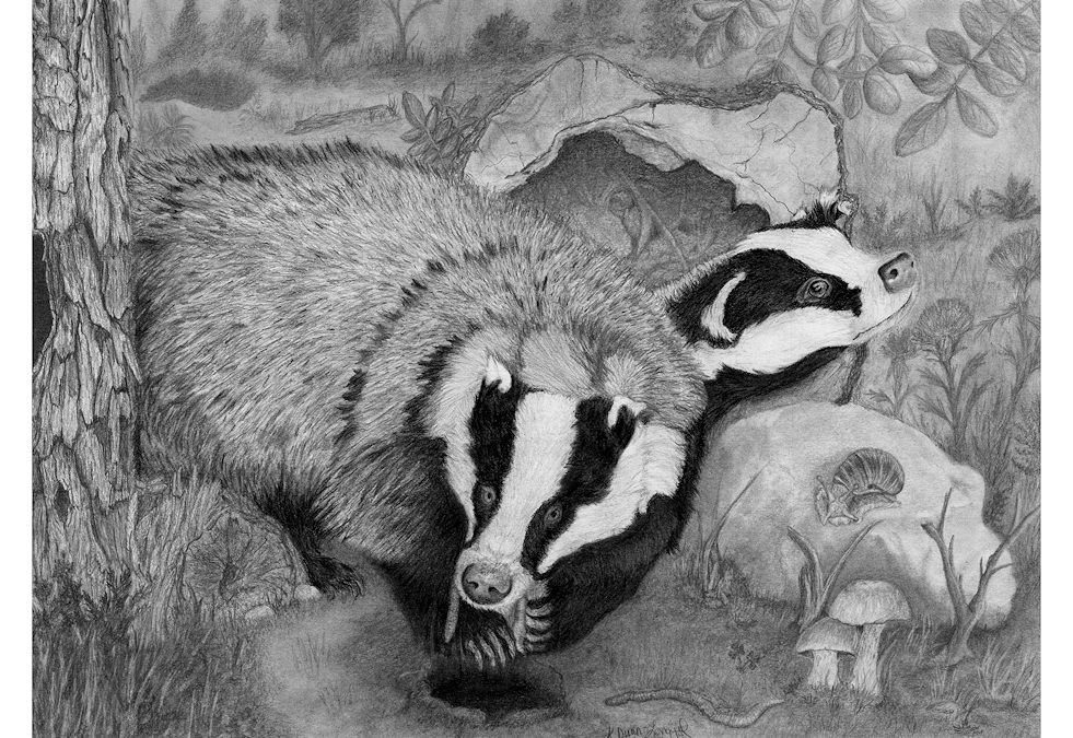 Forriging Badgers