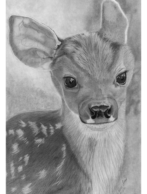 Mule Deer Fawn