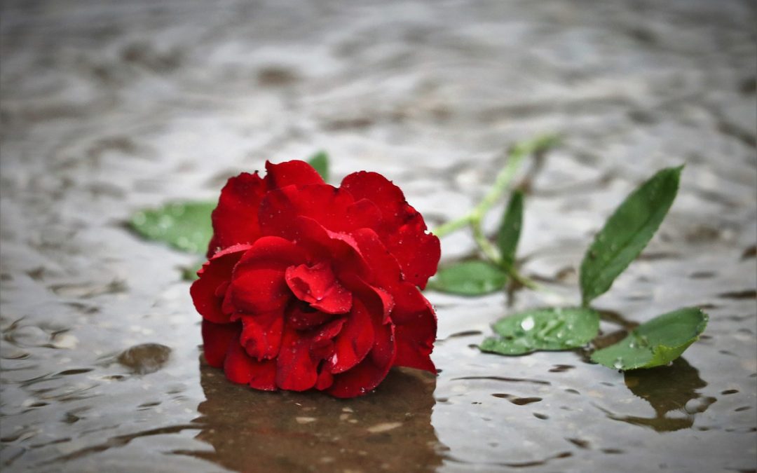 red-rose-in-rain-4293095_1280