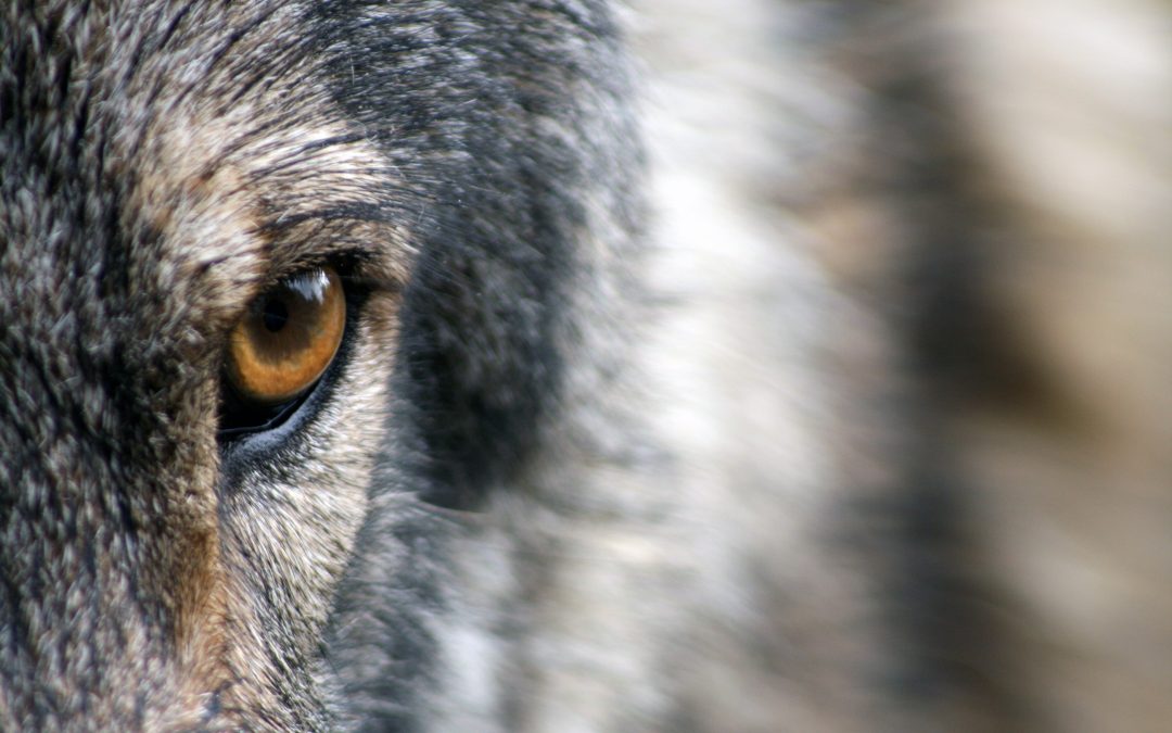 wolf-1352242-pixabay-Large