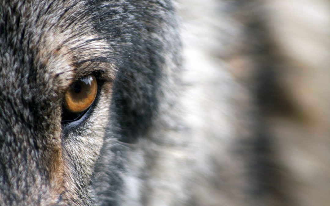 wolf-1352242-pixabay-Large